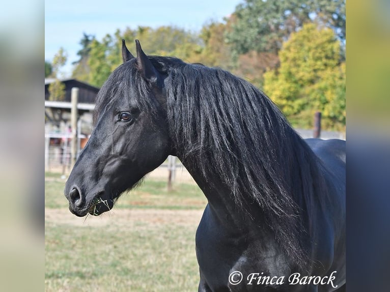 Fries paard Hengst 5 Jaar 158 cm Zwart in Wiebelsheim