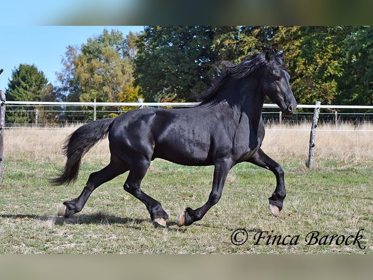 Fries paard Hengst 5 Jaar 158 cm Zwart in Wiebelsheim