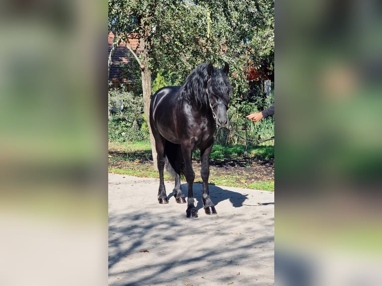 Fries paard Hengst 5 Jaar 162 cm in Rechnitz