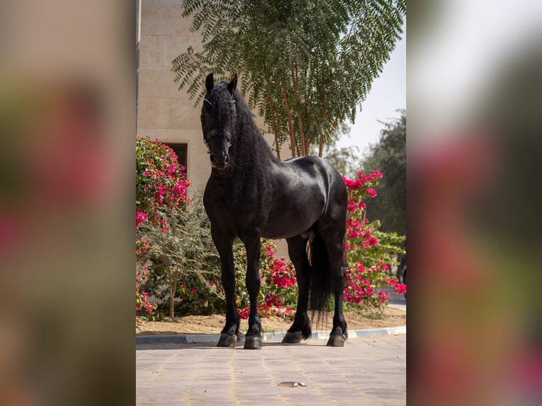 Fries paard Hengst 5 Jaar 162 cm Zwart in Dubai