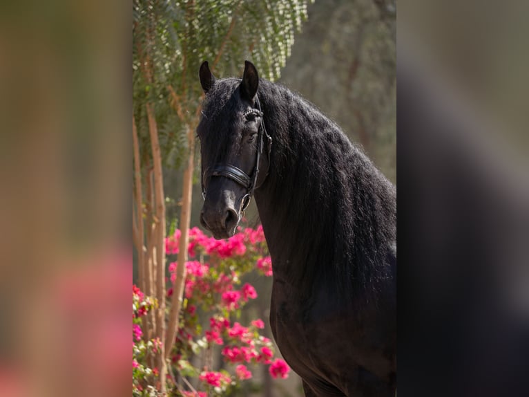 Fries paard Hengst 5 Jaar 162 cm Zwart in Dubai