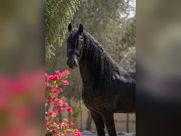 Fries paard Hengst 5 Jaar 162 cm Zwart in Dubai