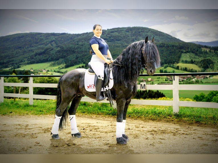 Fries paard Hengst 5 Jaar 162 cm Zwart in Zederhaus