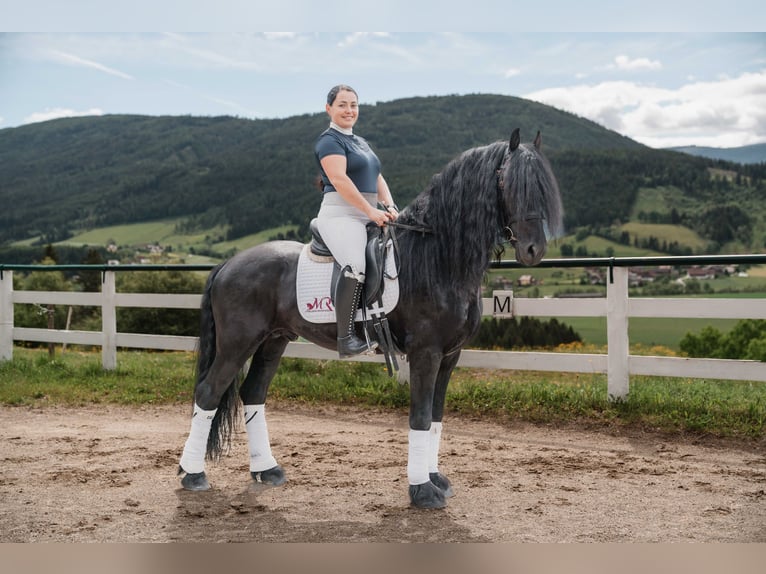 Fries paard Hengst 5 Jaar 162 cm Zwart in Zederhaus