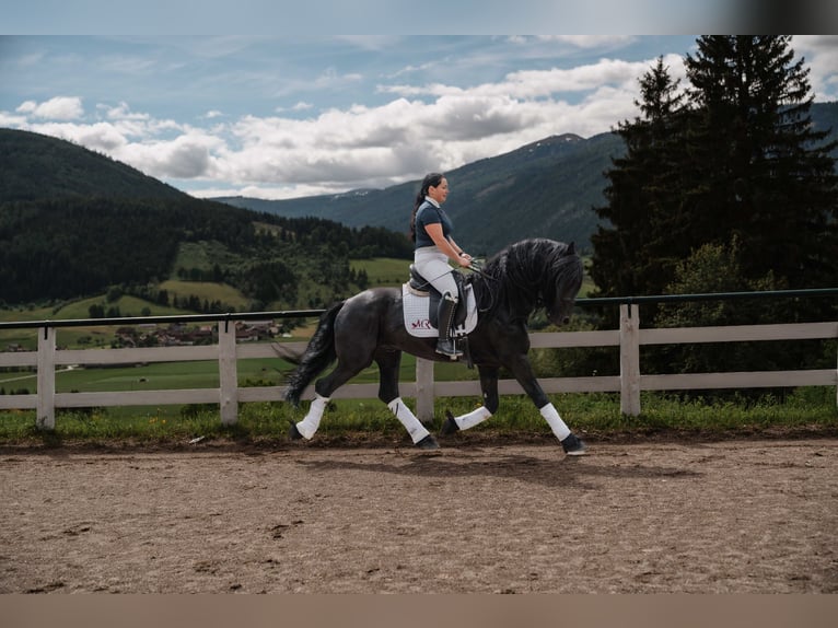 Fries paard Hengst 5 Jaar 162 cm Zwart in Zederhaus