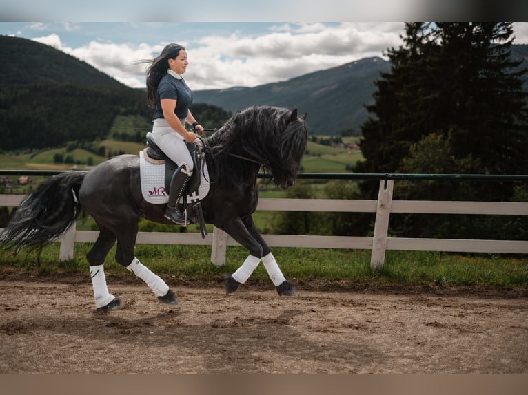 Fries paard Hengst 5 Jaar 162 cm Zwart in Zederhaus