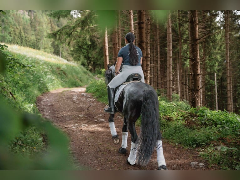 Fries paard Hengst 5 Jaar 162 cm Zwart in Zederhaus