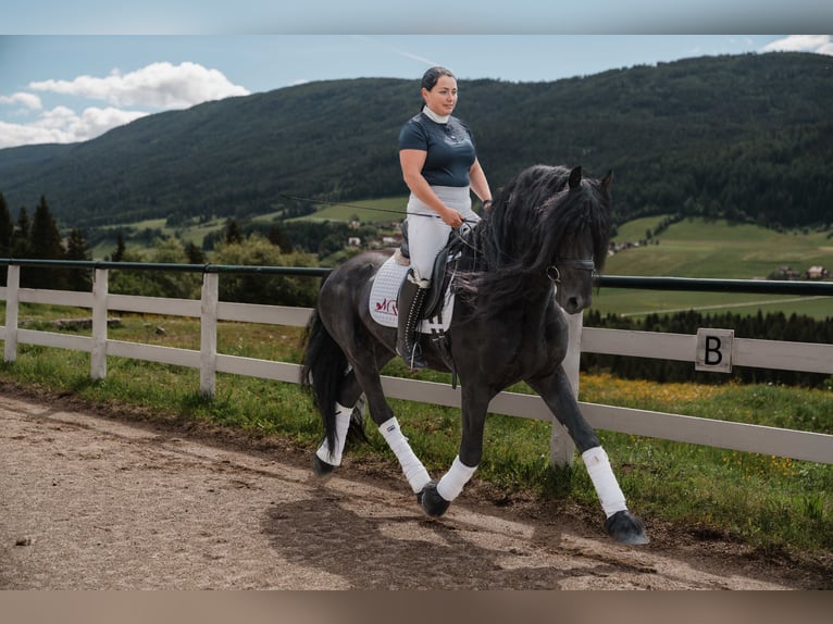 Fries paard Hengst 5 Jaar 162 cm Zwart in Zederhaus