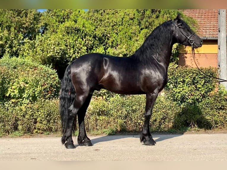 Fries paard Hengst 5 Jaar 162 cm Zwart in Rechnitz