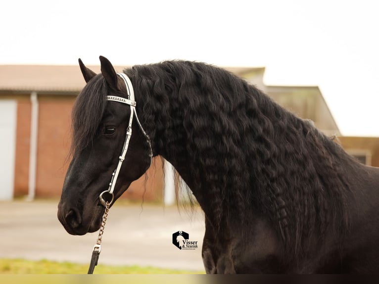 Fries paard Hengst 5 Jaar 163 cm in Drachten