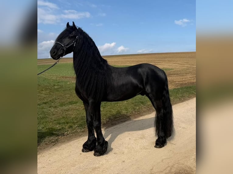 Fries paard Hengst 5 Jaar 163 cm Zwart in Bösingen Herrenzimmern