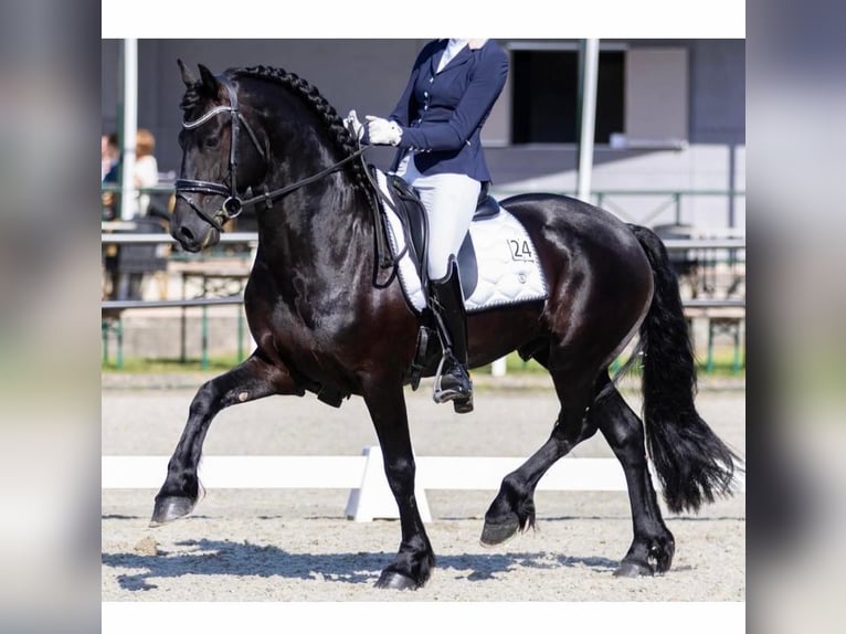 Fries paard Hengst 5 Jaar 163 cm Zwart in Waskemeer