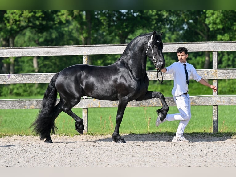 Fries paard Hengst 5 Jaar 163 cm Zwart in Waskemeer
