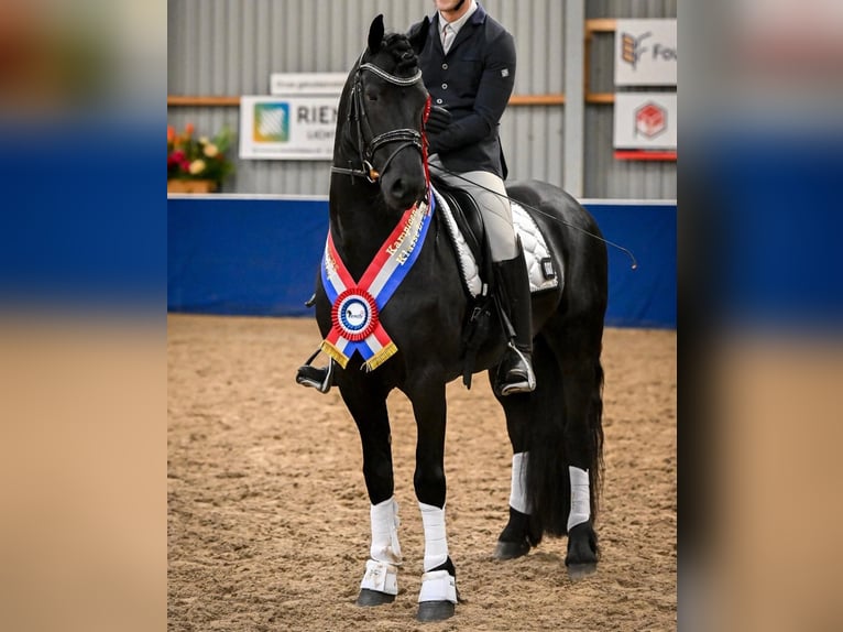 Fries paard Hengst 5 Jaar 163 cm Zwart in Waskemeer