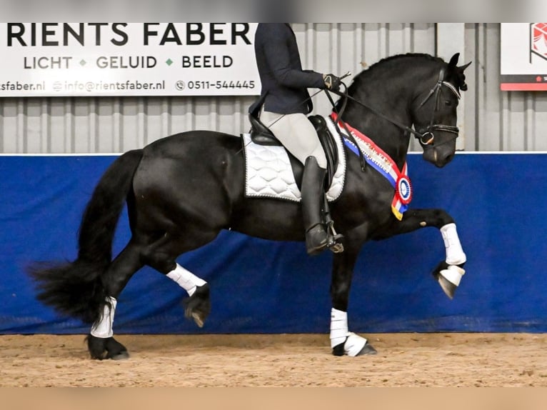 Fries paard Hengst 5 Jaar 163 cm Zwart in Waskemeer