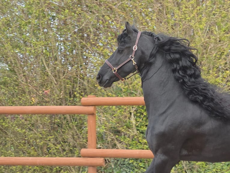 Fries paard Hengst 5 Jaar 163 cm Zwart in Ochtendung