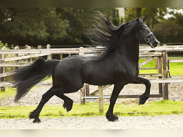 Fries paard Hengst 5 Jaar 164 cm Zwart in Nes