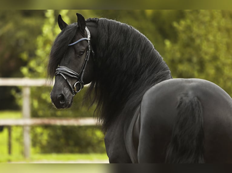 Fries paard Hengst 5 Jaar 164 cm Zwart in Nes