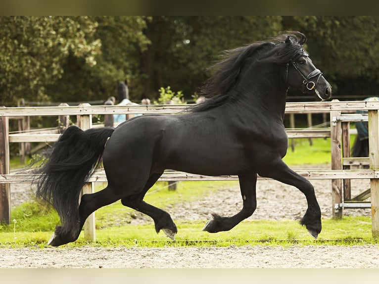 Fries paard Hengst 5 Jaar 164 cm Zwart in Nes