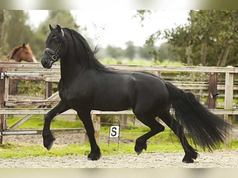 Fries paard Hengst 5 Jaar 164 cm Zwart in Nes