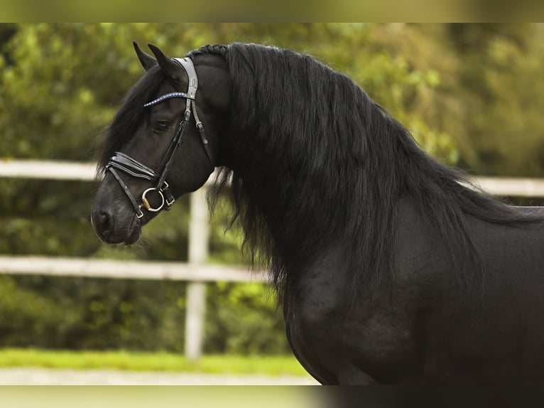 Fries paard Hengst 5 Jaar 164 cm Zwart in Nes