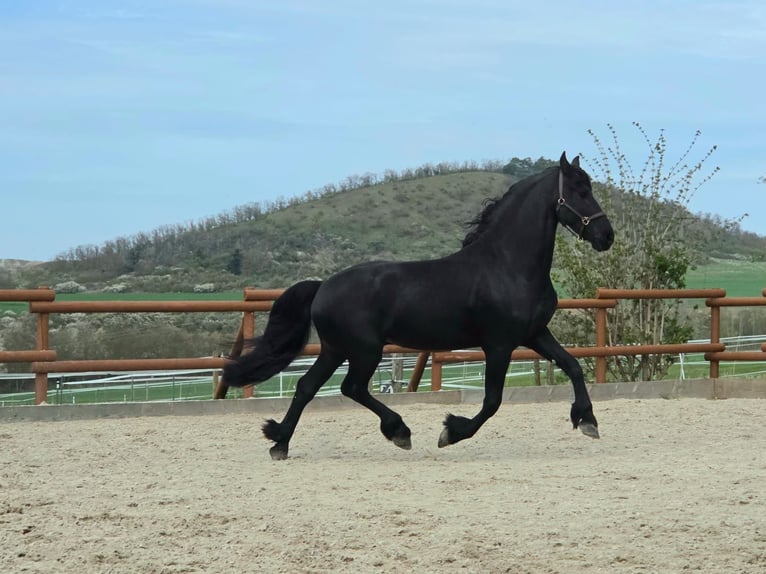 Fries paard Hengst 5 Jaar 164 cm Zwart in Ochtendung