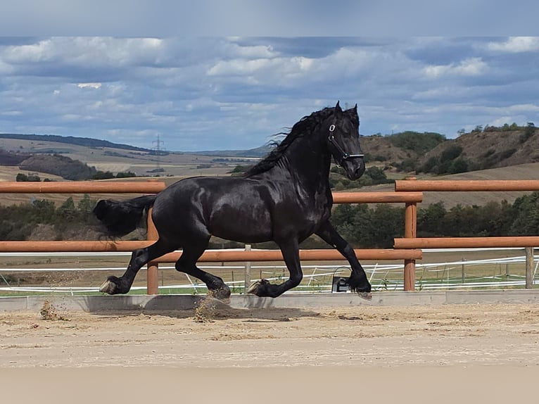 Fries paard Hengst 5 Jaar 165 cm Zwart in Ochtendung