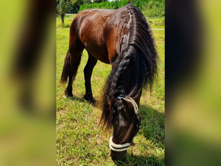 Fries paard Hengst 5 Jaar 165 cm Zwart in Bischheim