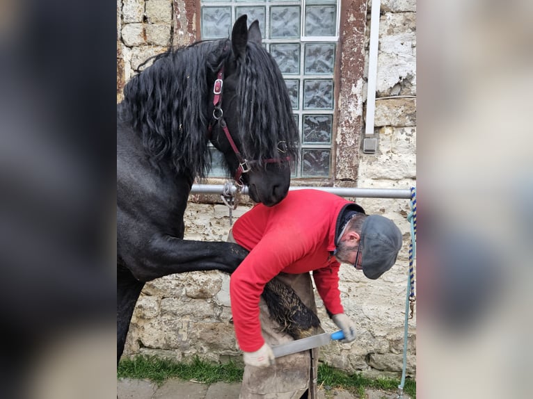 Fries paard Hengst 5 Jaar 165 cm Zwart in Bischheim