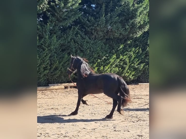 Fries paard Hengst 5 Jaar 165 cm Zwart in Bischheim