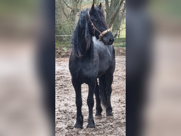 Fries paard Hengst 5 Jaar 165 cm Zwart in Bischheim