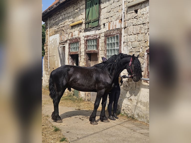 Fries paard Hengst 5 Jaar 165 cm Zwart in Bischheim