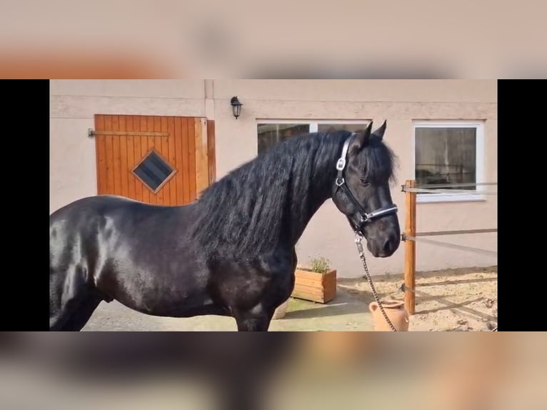 Fries paard Hengst 5 Jaar 165 cm Zwart in Ochtendung