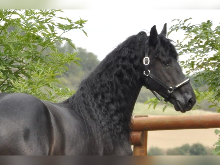 Fries paard Hengst 5 Jaar 165 cm Zwart in Ochtendung