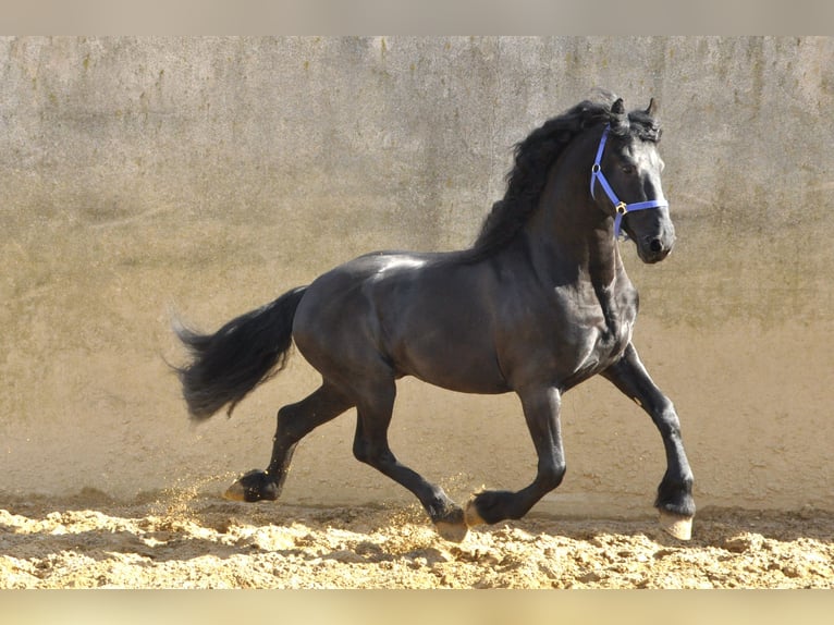 Fries paard Hengst 5 Jaar 165 cm Zwart in Ochtendung