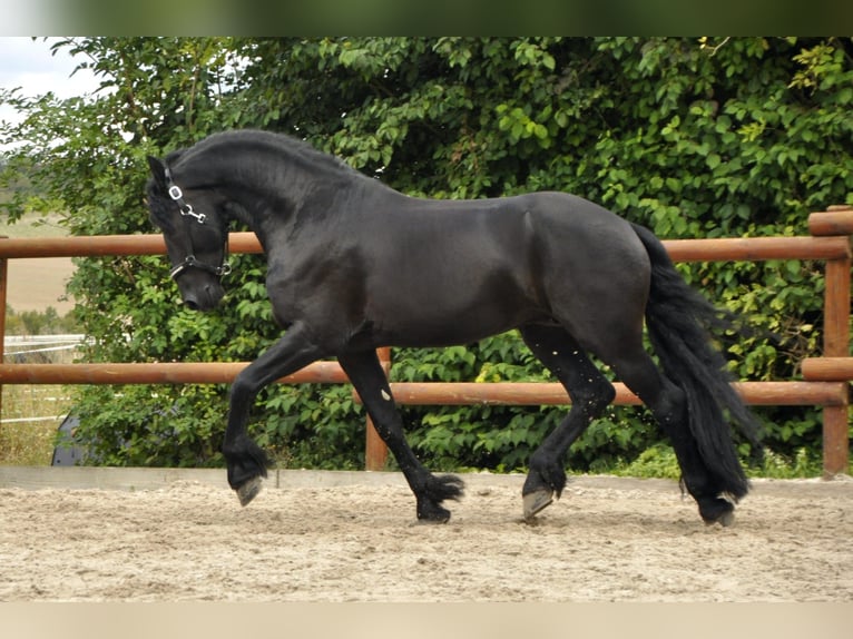 Fries paard Hengst 5 Jaar 165 cm Zwart in Ochtendung