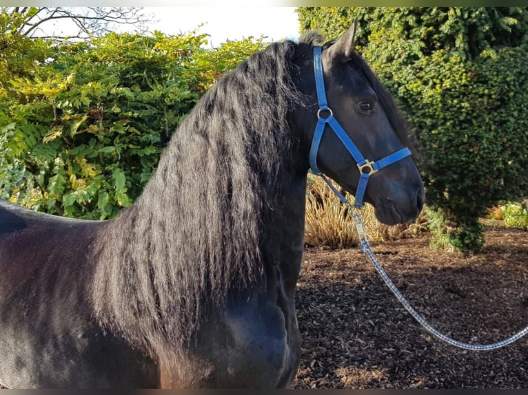 Fries paard Hengst 5 Jaar 165 cm Zwart in Ochtendung