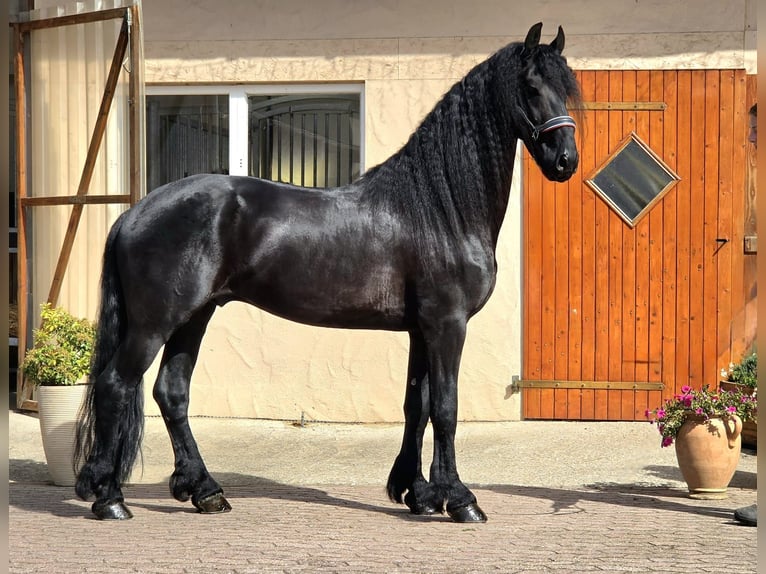 Fries paard Hengst 5 Jaar 165 cm Zwart in Ochtendung