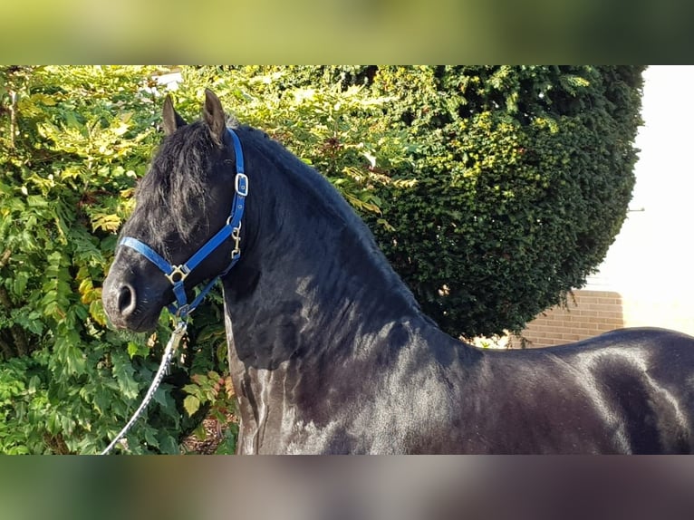 Fries paard Hengst 5 Jaar 165 cm Zwart in Ochtendung