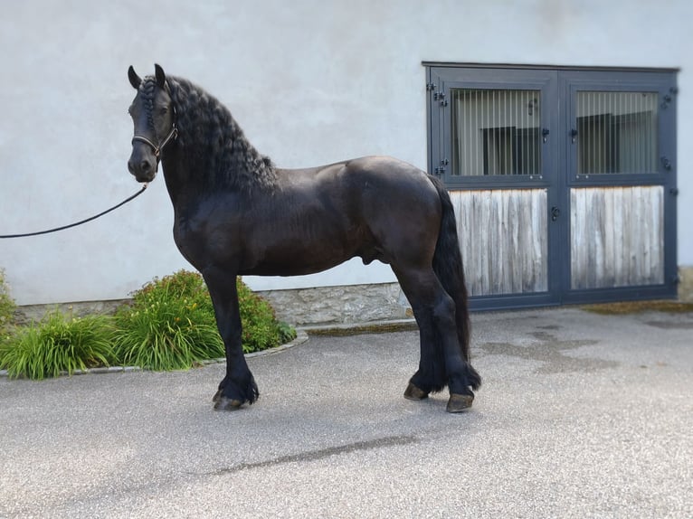 Fries paard Hengst 5 Jaar 167 cm Zwart in Gföhl