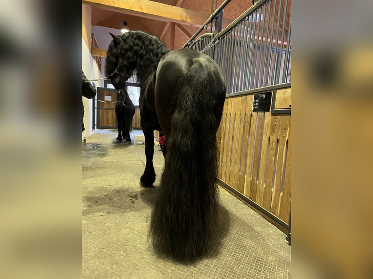 Fries paard Hengst 5 Jaar 167 cm Zwart in Gföhl