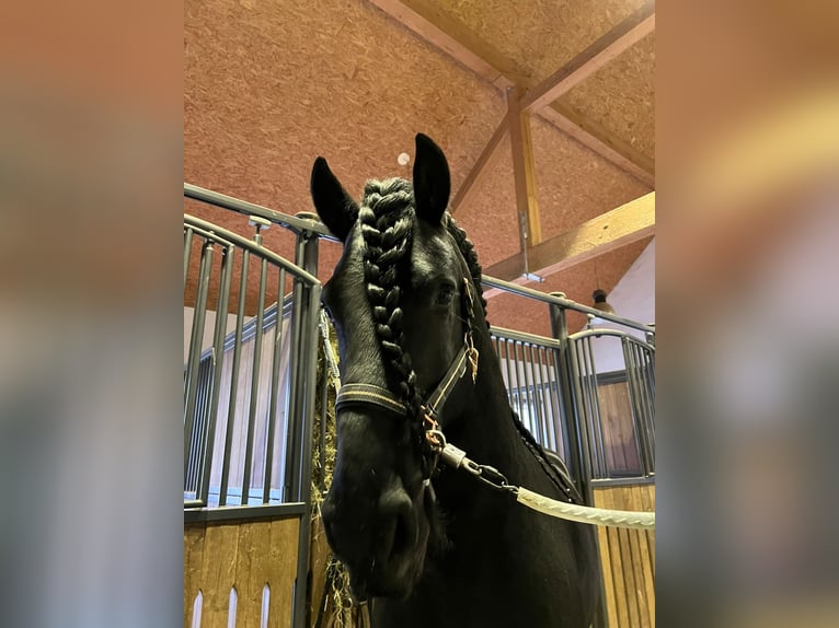 Fries paard Hengst 5 Jaar 167 cm Zwart in Gföhl