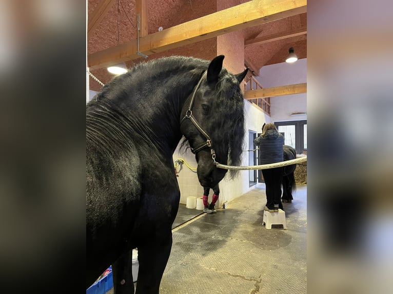 Fries paard Hengst 5 Jaar 167 cm Zwart in Gföhl