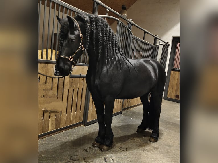 Fries paard Hengst 5 Jaar 167 cm Zwart in Gföhl