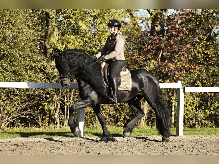 Fries paard Hengst 5 Jaar 167 cm Zwart in Britswert