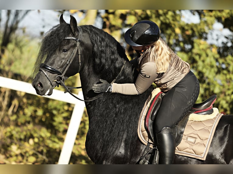 Fries paard Hengst 5 Jaar 167 cm Zwart in Britswert