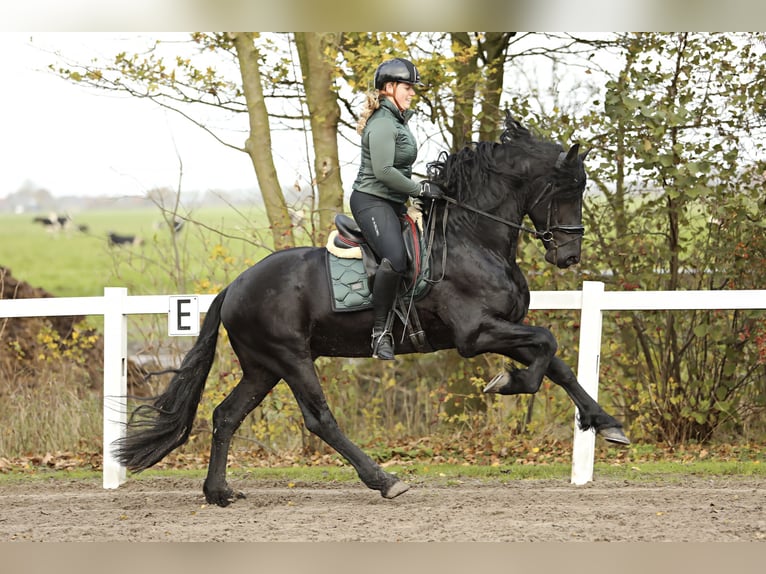 Fries paard Hengst 5 Jaar 167 cm Zwart in Britswert