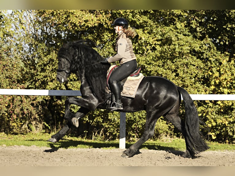 Fries paard Hengst 5 Jaar 167 cm Zwart in Britswert