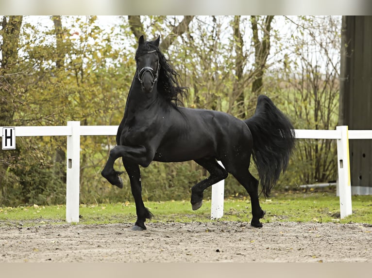 Fries paard Hengst 5 Jaar 167 cm Zwart in Britswert