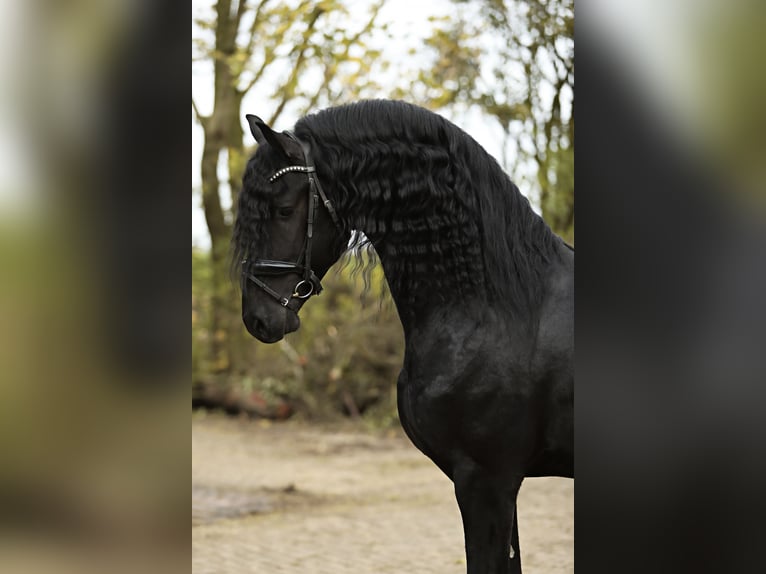 Fries paard Hengst 5 Jaar 167 cm Zwart in Britswert